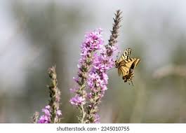 Attēlu rezultāti vaicājumam “Papilio machaon underside”
