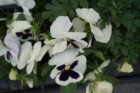 Image result for Viola x wittrockiana `Hiemalis`