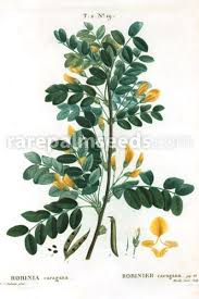 Attēlu rezultāti vaicājumam “Caragana arborescens flower”