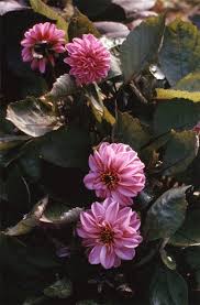 Image result for Dahlia hybrid.