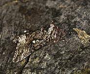 Attēlu rezultāti vaicājumam “Syngrapha interrogationis”