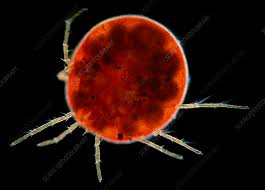 Attēlu rezultāti vaicājumam “Hydrachna”