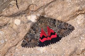 Attēlu rezultāti vaicājumam “Catocala sponsa”