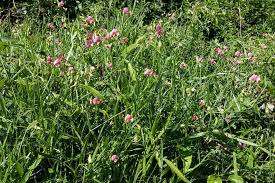 Attēlu rezultāti vaicājumam “Lathyrus sylvestris”