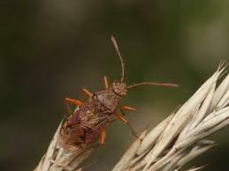 Attēlu rezultāti vaicājumam “Rhopalus maculatus”