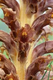 Attēlu rezultāti vaicājumam “Orobanche elatior flower”