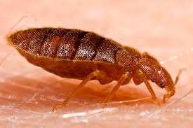 Image result for bed bugs