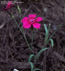 Attēlu rezultāti vaicājumam “Dianthus deltoides bud”