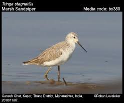 Attēlu rezultāti vaicājumam “Tringa stagnatilis”