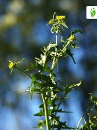 Attēlu rezultāti vaicājumam “Sisymbrium loeselii flower”