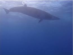 Image result for Balaenoptera acutorostrata