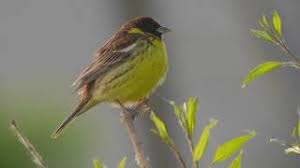 Image result for Emberiza aureola