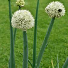 Résultat de recherche d'images pour "Allium fistulosum"