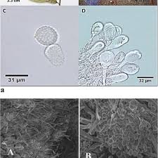 Attēlu rezultāti vaicājumam “Melampsora populnea”
