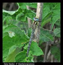 Attēlu rezultāti vaicājumam “Brachytron pratense”