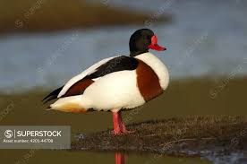 Attēlu rezultāti vaicājumam “Tadorna tadorna male”