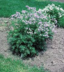 Attēlu rezultāti vaicājumam “Polemonium caeruleum”