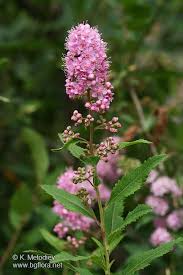 Attēlu rezultāti vaicājumam “Spiraea salicifolia”