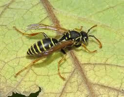 Attēlu rezultāti vaicājumam “Polistes nimpha”