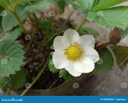 Attēlu rezultāti vaicājumam “Fragaria x ananassa flower”