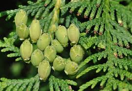 Attēlu rezultāti vaicājumam “Thuja occidentalis flower”