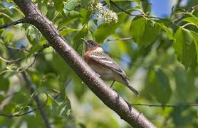 Image result for Dendroica castanea