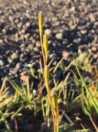Attēlu rezultāti vaicājumam “Triglochin palustre flower”