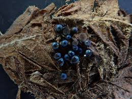 Attēlu rezultāti vaicājumam “Lamproderma pulchellum”