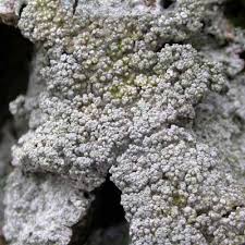 Attēlu rezultāti vaicājumam “Pertusaria albescens”