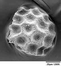 Attēlu rezultāti vaicājumam “Reboulia hemisphaerica”