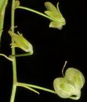 Attēlu rezultāti vaicājumam “Veronica scutellata fruit”
