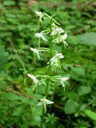 Attēlu rezultāti vaicājumam “Platanthera chlorantha”