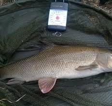 Image result for Trimpley Anglers Association