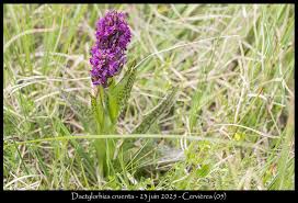 Attēlu rezultāti vaicājumam “Dactylorhiza cruenta flower”