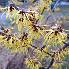 Attēlu rezultāti vaicājumam “Hamamelis vernalis flower”