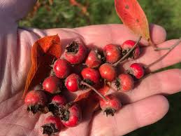 Attēlu rezultāti vaicājumam “Calamagrostis canescens fruit”