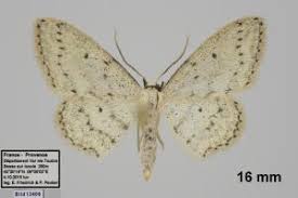 Attēlu rezultāti vaicājumam “Idaea seriata”