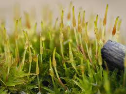 Attēlu rezultāti vaicājumam “Orthotrichum speciosum sporophyte”