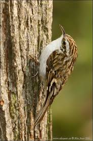 Attēlu rezultāti vaicājumam “Certhia familiaris”