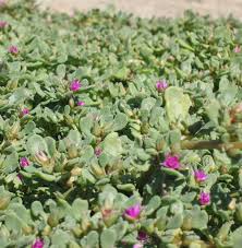 Attēlu rezultāti vaicājumam “Gulielmina vermicularis sessile”