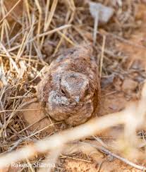Attēlu rezultāti vaicājumam “Caprimulgus europaeus juvenile”