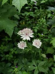 Attēlu rezultāti vaicājumam “Astrantia major leaf”