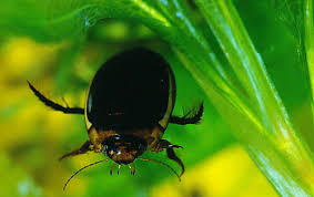 Attēlu rezultāti vaicājumam “Hydaticus transversalis”