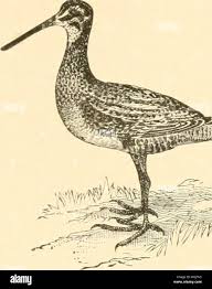 Attēlu rezultāti vaicājumam “Gallinago gallinago eggs”