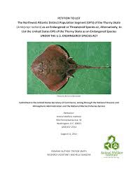 Image result for Amblyraja radiata