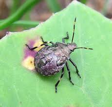 Attēlu rezultāti vaicājumam “Picromerus bidens”