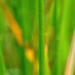 Attēlu rezultāti vaicājumam “Eleocharis uniglumis fruit”