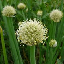 Résultat de recherche d'images pour "Allium fistulosum"