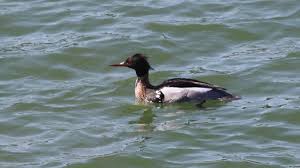 Attēlu rezultāti vaicājumam “Mergus serrator”