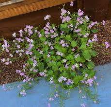 Attēlu rezultāti vaicājumam “Claytonia sibirica flower”